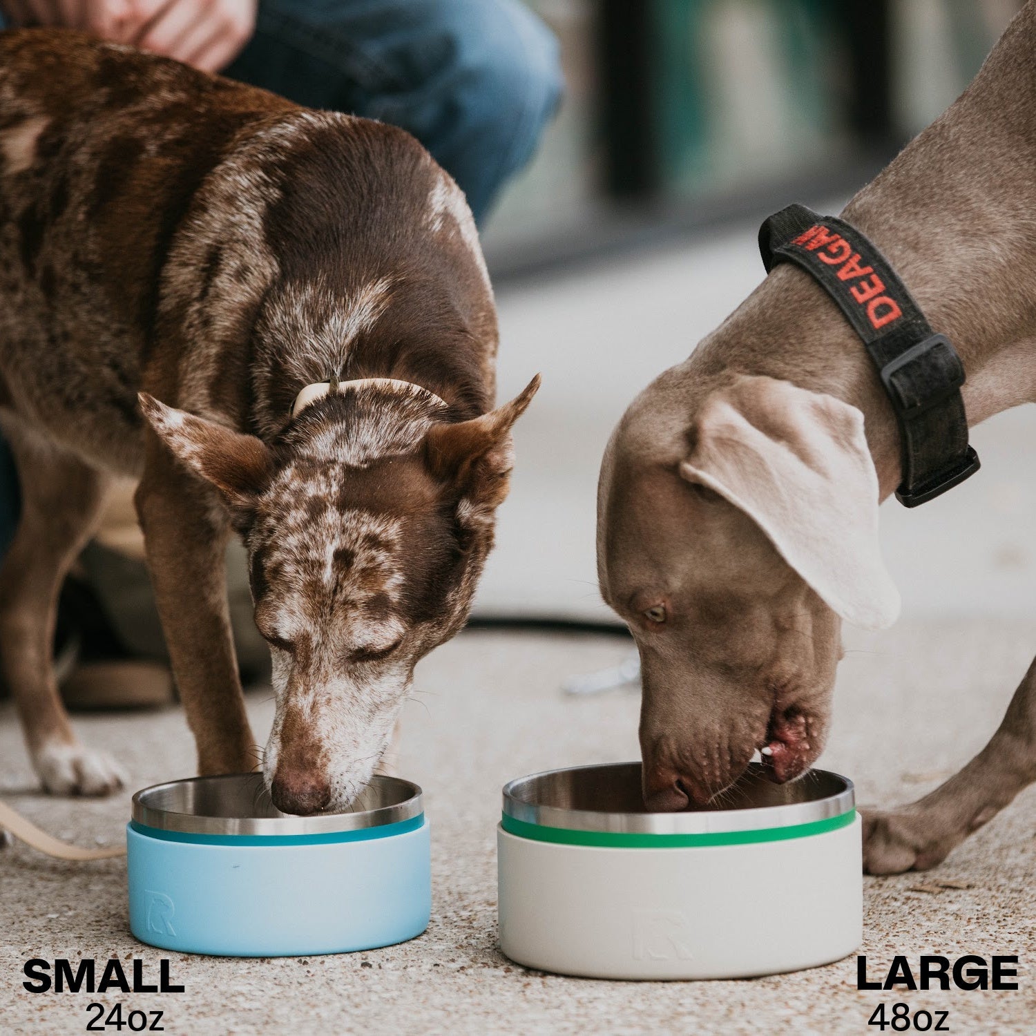 3-In-1 Dog Bowl